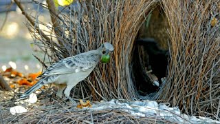 bowerbird nest building [upl. by Azyl]