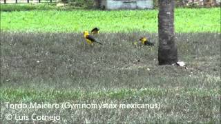 Tordo Maicero  Gymnomystax mexicanus  Oriole Blackbird [upl. by Aveneg]