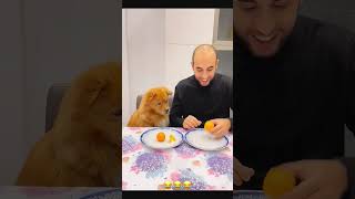 Funny dog 🐶 funny petcommunity funnydog pets petloversunite funnypet duet petloverscommunity [upl. by Donelu955]