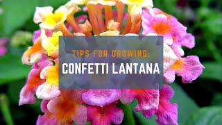 How to Grow a Confetti Lantana Plant for Beginners [upl. by Ylrebmi]