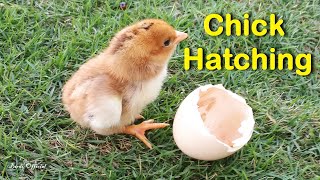 Egg To Chicken  Chicken Hatching From Egg Time lapse Video [upl. by Strephon]