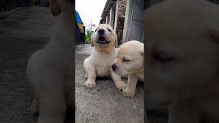 Labrador puppy available🐕 c8617205323 shortsfeed shots subscribe labrador youtubeshorts cute [upl. by Dnomrej390]