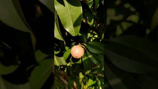 How to Care for Your Sapodilla Tree for Maximum Fruit Yield  Agrogreenfield perennialcropsshorts [upl. by Bartlet990]