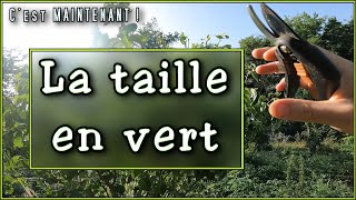 JUIN  JUILLET Taille en vert au jardin potager en permaculture  Comment tailler les fruitiers 22 [upl. by Einaffit]