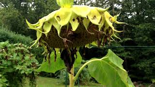 Cultiver du Tournesol le planter récolter et comment faire pousser du Tournesol Bio au Jardin [upl. by Enortna]