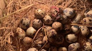 To my surprise The quail eggs had begun to hatch [upl. by Lertram]