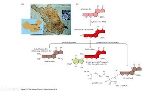 Aflatoxin B1 Cancer  Aflatoxin B1 mechanism of action  What is Hepatocellular carcinoma [upl. by Akitan599]