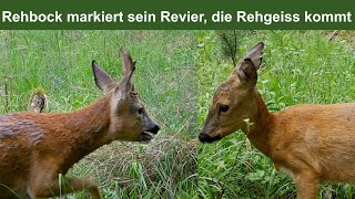 Rehbock markiert sein Revier die Rehgeiss kommt [upl. by Nwahsat]