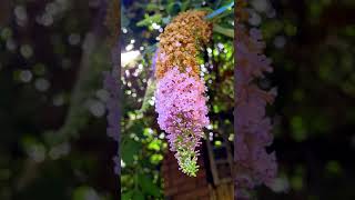 shorts Pink Delight Butterfly Bush  Buddleja davidii  Summer Lilac [upl. by Saito]