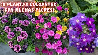 10 Bellas Plantas Con Mucha Floracion Que Puedes Poner De Forma Colgante  calibrachoa plant care [upl. by Adlei]