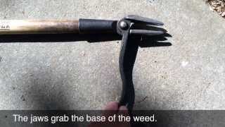 Grampas Weeder  the easiest weeding tool Ive found [upl. by Henig]