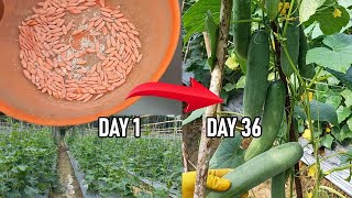 Cucumber Cultivation from 0 to Harvest 36 Days Low Budget Abundant Yield [upl. by Yrennalf]