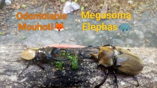 Odontolabis Mouhoti 74mm vs Megasoma Elephas 89mm Rhinoceros beetle and Stag beetle battle [upl. by Eah346]