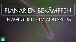 Plagegeister im Aquarium  Planarien Wie bekämpfe ich Sie  LEICHT ERKLÄRT  GarnelenTv [upl. by Tonina]