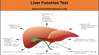 Liver Function Tests LFT With Clinical Interpretation  Liver Function Test Biochemistry [upl. by Marie-Ann415]