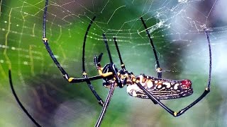 Giant Wood Spider Nephila maculata one of the biggest spiders in the world [upl. by Dirraj251]