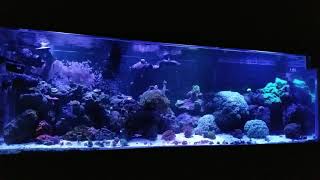 AI Prime HD thunderstorm setting on my inwall 200 gallon saltwater aquarium [upl. by Tirb882]