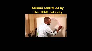 Stimuli that is facilitated through the DCML pathway brainsforchange inspirechange [upl. by Rocray]