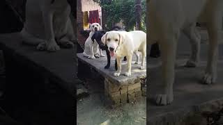 Labour dog Viral video Youtubeshort short video viral video funny [upl. by Esaele]