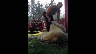 Shearing Dorset sheep [upl. by Yebba]