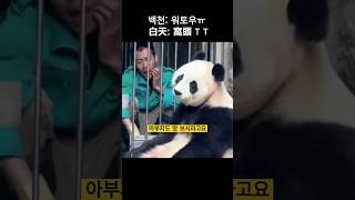 바이티엔 워토우 ㅠ 白天：窝头T T 판다 panda 바이티엔 BaiTian 판다짤 [upl. by Ecirtra117]