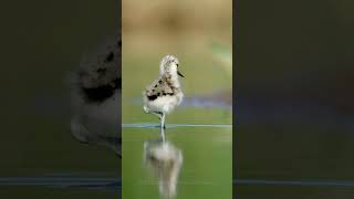 Chick of the Pied Avocet Birds Chicks [upl. by Enrika743]