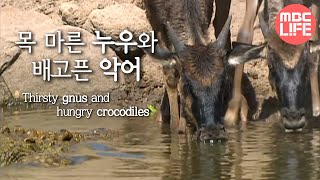 Gnus in the Grumeti River Wildlife in Serengeti EP02 03 그루메티강 누우떼 MBClife [upl. by Yenahs]