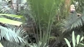 Cycas revoluta Sago Palm [upl. by Dela662]