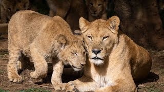 Maroc  le zoo de Rabat protège ses animaux de la canicule [upl. by Othelia]