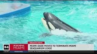 MiamiDade mulls terminating lease for operators of Miami Seaquarium [upl. by Rhetta]