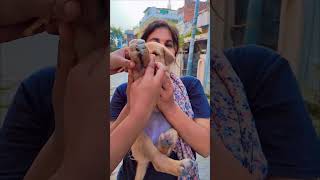 Dostana❤️🫶🤝songcutepuppyanimalloveryoutubeshortsvideo [upl. by Hsiri]