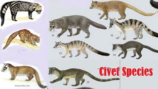 Civet Species  Civet Of The World  List Of All Civet Species [upl. by Yrojram561]