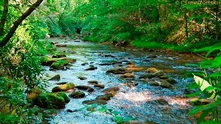 Naturgeräusche  Natur Meditation  Urwaldgeräusche [upl. by Notsew]