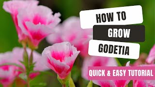 Growing Godetia From Seed  Quick amp Easy Tutorial [upl. by Widera]