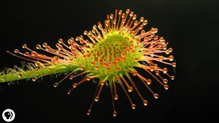 4 DEADLY Carnivorous Plants [upl. by Cyndie]