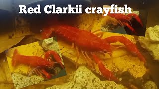 ARC and Red Clarkii Crayfish  diy pond growming crayfishfarming crayfish [upl. by Apthorp]