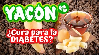 Beneficios del YACÓN en la OBESIDAD Y DIABETES [upl. by Nwahsud]