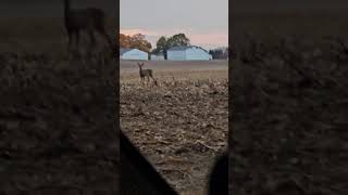 Does and decoys whitetails hunting deerhunting [upl. by Troth533]