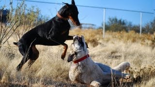 Doberman takes on Kangal  Two breeds playing hard [upl. by Llemej569]