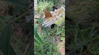 Motyle motyle motyle  butterfly naturebeauty [upl. by Udenihc]