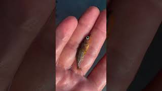 Stickleback from most recent video [upl. by Lodovico]