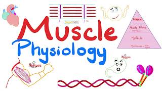 Muscle Structures  Actin Myosin  I band A band H zone M line  Muscle Physiology Series [upl. by Lorollas]