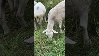 What do sheep eat Queen Anne’s Lace sheepranch farmlife￼ [upl. by Anneliese]