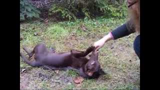 Kelpie Puppy Tricks  Shianne 4 months [upl. by Yerffoj]