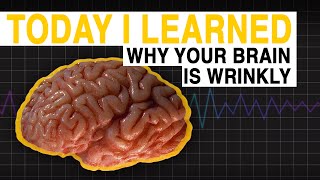 TIL Why Your Brain is Wrinkly  Today I Learned [upl. by Delacourt407]