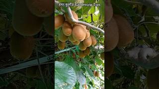 आहा टमाटर बडे़ मजेदार funny youtubeshorts pahadikheti कीवी kiwifruit kiwikefayde factsvideo [upl. by Dimitri435]