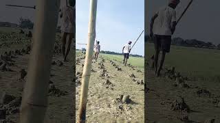 Parwal ki kheti kisan ki khti ka video [upl. by Airetak]