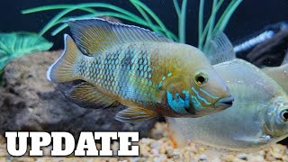 Green Terror Andinoacara Stalsbergi Cichlid UPDATE [upl. by Rustice]