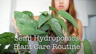 SEMI HYDROPONICS  PLANT CARE ROUTINE [upl. by Petr]