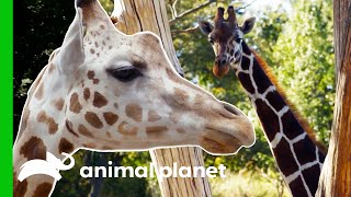 Meet The Beautiful Giraffes Of The Bronx Zoo  The Zoo [upl. by Profant391]